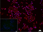 TUBB1 Antibody in Immunocytochemistry (ICC/IF)