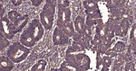 TUBB1 Antibody in Immunohistochemistry (Paraffin) (IHC (P))