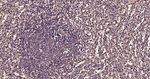 TUBB1 Antibody in Immunohistochemistry (Paraffin) (IHC (P))