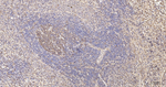 TUBB1 Antibody in Immunohistochemistry (Paraffin) (IHC (P))
