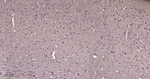TUBB1 Antibody in Immunohistochemistry (Paraffin) (IHC (P))