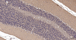 TUBB1 Antibody in Immunohistochemistry (Paraffin) (IHC (P))