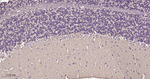 TUBB1 Antibody in Immunohistochemistry (Paraffin) (IHC (P))