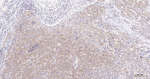 TUBB1 Antibody in Immunohistochemistry (Paraffin) (IHC (P))
