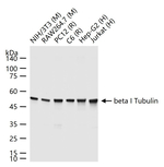 TUBB1 Antibody in Western Blot (WB)