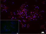Histone H3 Antibody in Immunocytochemistry (ICC/IF)