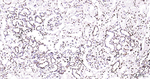 Histone H3 Antibody in Immunohistochemistry (Paraffin) (IHC (P))