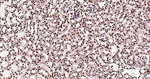 Histone H3 Antibody in Immunohistochemistry (Paraffin) (IHC (P))