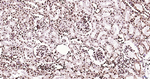 Histone H3 Antibody in Immunohistochemistry (Paraffin) (IHC (P))
