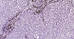 Histone H3 Antibody in Immunohistochemistry (Paraffin) (IHC (P))
