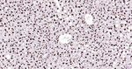 Histone H3 Antibody in Immunohistochemistry (Paraffin) (IHC (P))