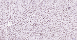 Histone H3 Antibody in Immunohistochemistry (Paraffin) (IHC (P))