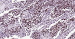 Histone H3 Antibody in Immunohistochemistry (Paraffin) (IHC (P))