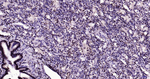 Histone H3 Antibody in Immunohistochemistry (Paraffin) (IHC (P))