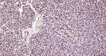 Histone H3 Antibody in Immunohistochemistry (Paraffin) (IHC (P))