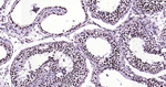 Histone H3 Antibody in Immunohistochemistry (Paraffin) (IHC (P))