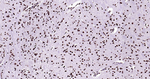 Histone H3 Antibody in Immunohistochemistry (Paraffin) (IHC (P))