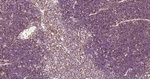 Histone H3 Antibody in Immunohistochemistry (Paraffin) (IHC (P))
