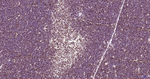 Histone H3 Antibody in Immunohistochemistry (Paraffin) (IHC (P))