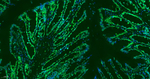 Histone H3 Antibody in Immunohistochemistry (Paraffin) (IHC (P))