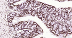 Histone H3 Antibody in Immunohistochemistry (Paraffin) (IHC (P))