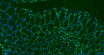Histone H3 Antibody in Immunohistochemistry (Paraffin) (IHC (P))