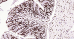 Histone H3 Antibody in Immunohistochemistry (Paraffin) (IHC (P))
