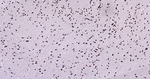 Histone H3 Antibody in Immunohistochemistry (Paraffin) (IHC (P))