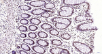 Histone H3 Antibody in Immunohistochemistry (Paraffin) (IHC (P))