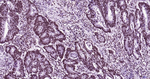 Histone H3 Antibody in Immunohistochemistry (Paraffin) (IHC (P))