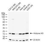 Histone H3 Antibody in Western Blot (WB)