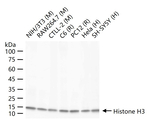 Histone H3 Antibody in Western Blot (WB)