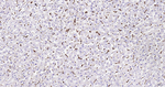 CD68 Antibody in Immunohistochemistry (Paraffin) (IHC (P))