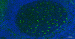 CD68 Antibody in Immunohistochemistry (Paraffin) (IHC (P))
