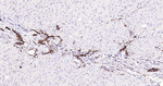 CD68 Antibody in Immunohistochemistry (Paraffin) (IHC (P))