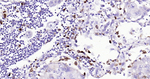 CD68 Antibody in Immunohistochemistry (Paraffin) (IHC (P))