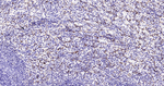 CD68 Antibody in Immunohistochemistry (Paraffin) (IHC (P))