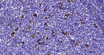 CD68 Antibody in Immunohistochemistry (Paraffin) (IHC (P))