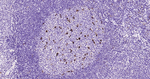 CD68 Antibody in Immunohistochemistry (Paraffin) (IHC (P))