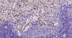 CD68 Antibody in Immunohistochemistry (Paraffin) (IHC (P))