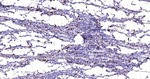 CD68 Monoclonal Antibody (8F3)