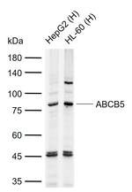ABCB5 Antibody in Western Blot (WB)