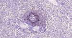 CD23 Monoclonal Antibody (12G2)