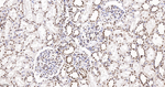 H3K79me1 Antibody in Immunohistochemistry (Paraffin) (IHC (P))