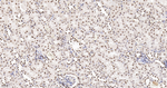 H3K79me1 Antibody in Immunohistochemistry (Paraffin) (IHC (P))
