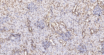 H3K79me1 Antibody in Immunohistochemistry (Paraffin) (IHC (P))