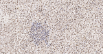 H3K79me1 Antibody in Immunohistochemistry (Paraffin) (IHC (P))