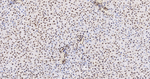 H3K79me1 Antibody in Immunohistochemistry (Paraffin) (IHC (P))