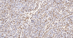 H3K79me1 Antibody in Immunohistochemistry (Paraffin) (IHC (P))