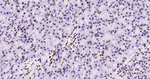 H3K79me1 Monoclonal Antibody (3D6)